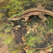 Cocha Whiptail - Photo (c) captainjack0000, all rights reserved, uploaded by captainjack0000