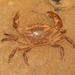 Maculate Freshwater Crab - Photo (c) Lena Chow, all rights reserved, uploaded by Lena Chow