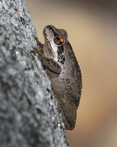 iNaturalist observation photo of Pacific chorus frog