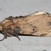 Norracoides basinotata - Photo (c) Roger C. Kendrick, όλα τα δικαιώματα διατηρούνται, uploaded by Roger C. Kendrick