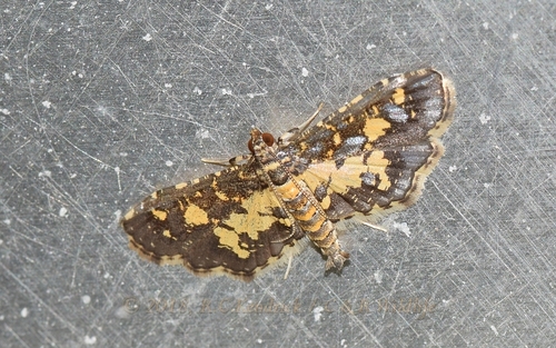 Yellow Blotched Pearl Moth