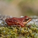 Iberian Frog - Photo (c) ruimvs, all rights reserved, uploaded by ruimvs