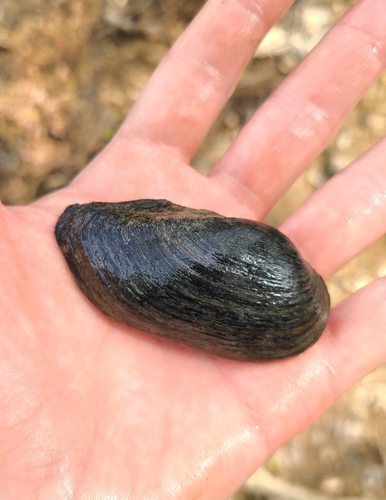 Sagittunio subrostratus (Say, 1831)