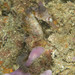 Observation photo