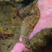 Observation photo