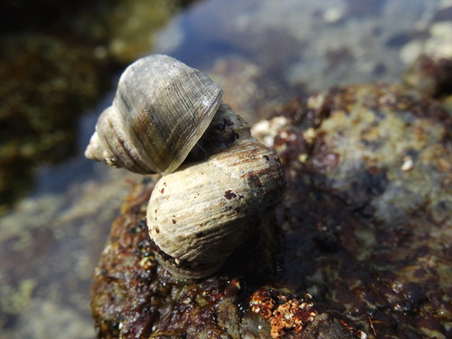 Littorina squalida