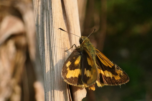 Potanthus pava (Fruhstorfer, 1911)