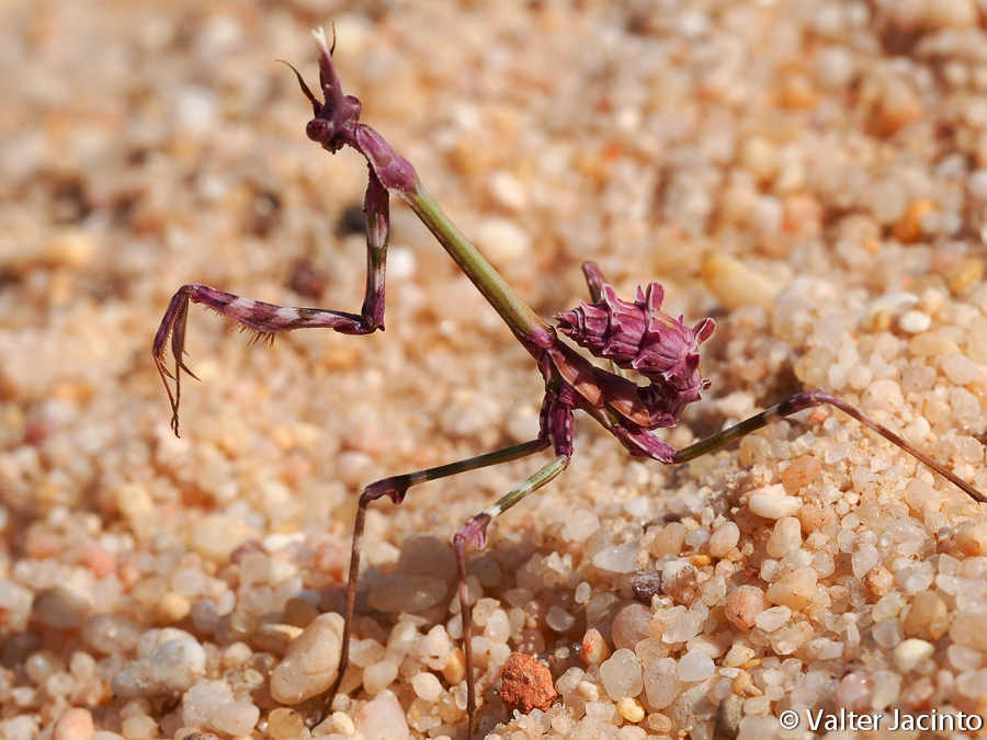 The Pink Empusa Mantis When Earth Creates An Alien New And Tips The Pink Empusa Mantis When Earth Creates An Alien New And Tips
