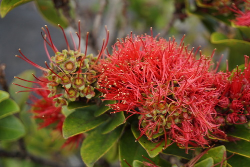ʻŌhiʻa Lehua