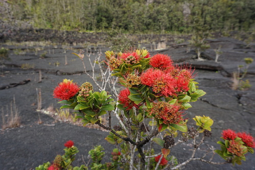 ʻŌhiʻa Lehua