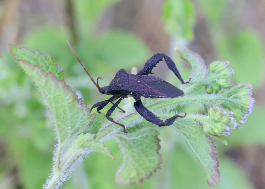 Florida Leaffooted Bug from MiamiDade County, FL, USA on March 05
