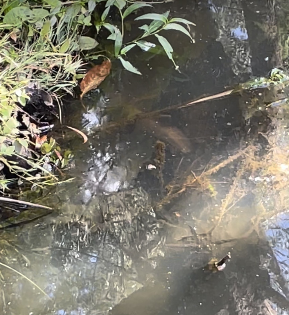 Tarpons, Eels, and Allies from Upper Sweetwater Creek Reserve