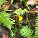 Utricularia bosminifera - Photo (c) thanyarut_s, todos os direitos reservados, uploaded by thanyarut_s