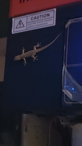 Chobe Dwarf Gecko
