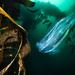 Pterygiocteis pinnatus - Photo (c) Pat Webster @underwaterpat, todos los derechos reservados, subido por Pat Webster @underwaterpat