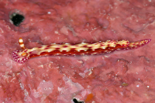 Spotted Hypselodoris