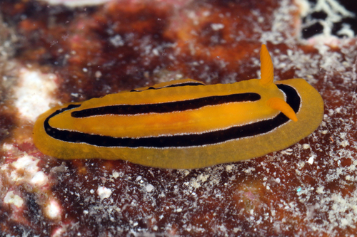 Phyllidia koehleri — seen at this dive site