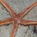 Astropecten - Photo (c) Hickson Fergusson, all rights reserved, uploaded by Hickson Fergusson