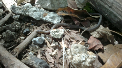 Reptiles of the Philippines's Check List · iNaturalist.org