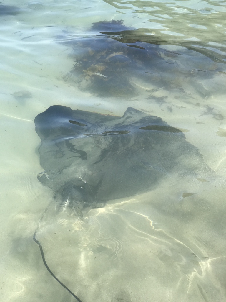 stingrays-from-bendalong-boat-harbour-bendalong-nsw-au-on-january-26