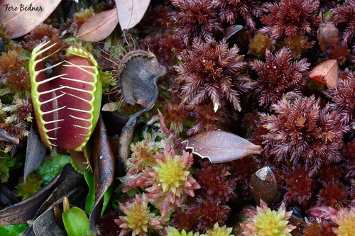 Sphagnum
