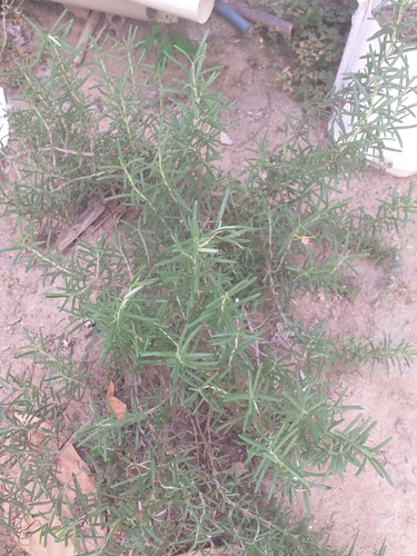 Rosemary