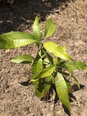 Mangifera indica image