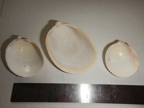 Laevicardium angmagsalikense