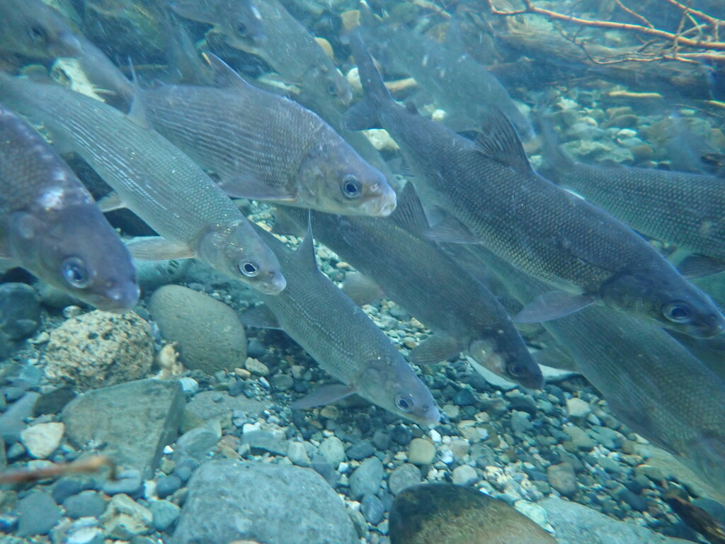 Whitefishes in January 2023 by maria_l · iNaturalist United Kingdom