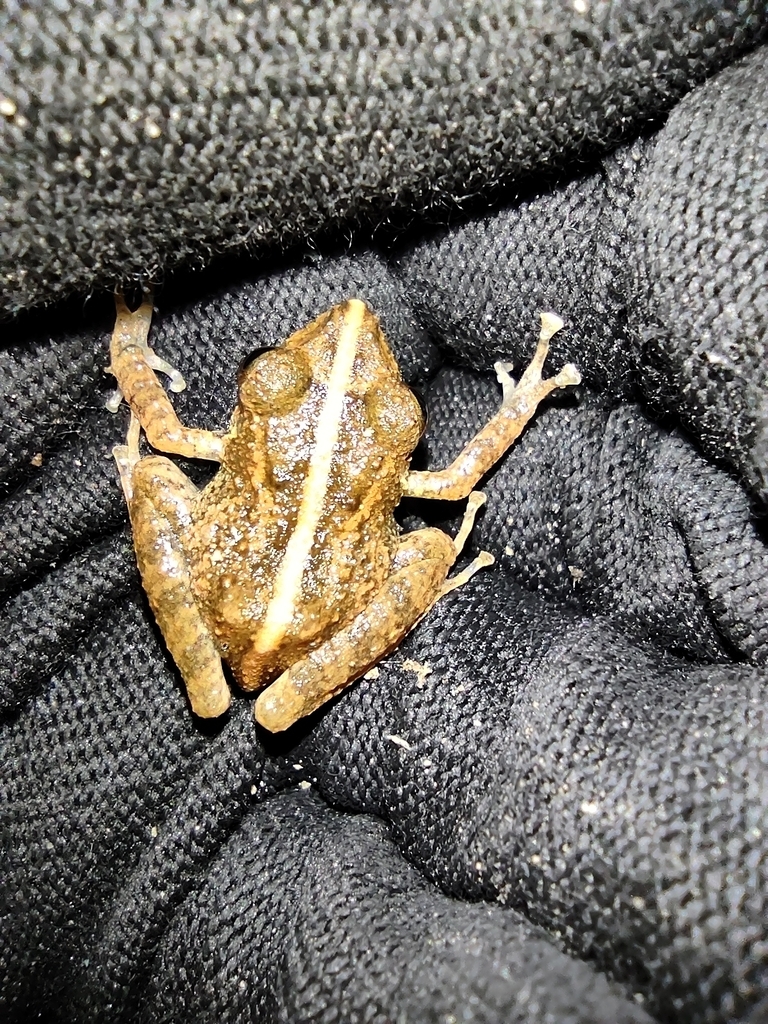 Pristimantis medemi from Nunchía, Casanare, Colombia on February 5 ...