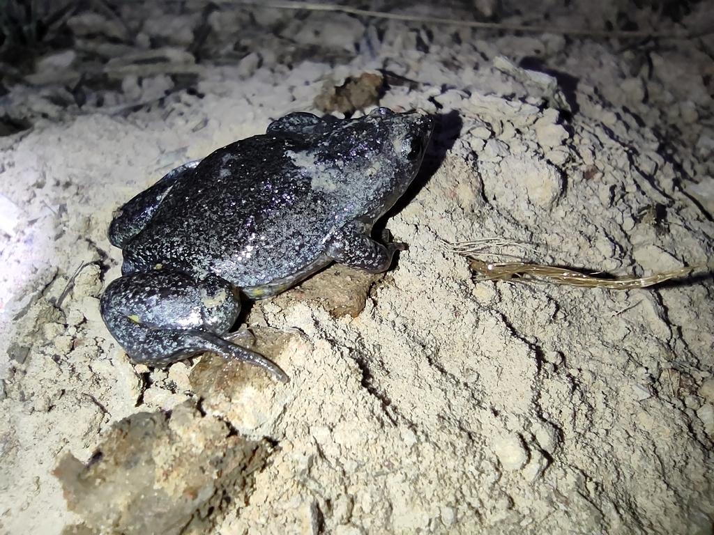 Elachistocleis sikuani from Nunchía, Casanare, Colombia on February 2 ...