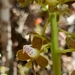 Epidendrum microtum - Photo (c) Samuel Rincón, todos los derechos reservados, subido por Samuel Rincón