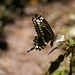 Central Emperor Swallowtail - Photo (c) Stephen Manchester, all rights reserved, uploaded by Stephen Manchester