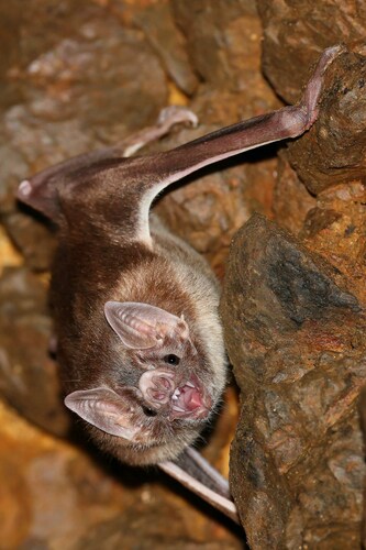 Common Vampire Bat