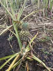 Ananas comosus image