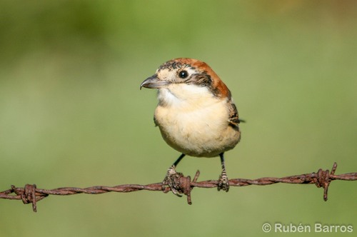 Woodchat Shrike