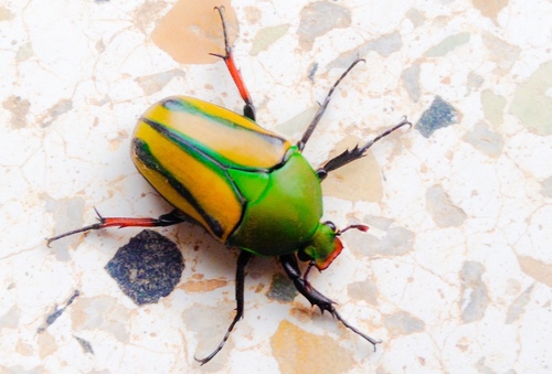 Flamboyant Flower Beetle
