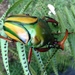 Flamboyant Flower Beetle - Photo (c) Stephen Manchester, all rights reserved, uploaded by Stephen Manchester