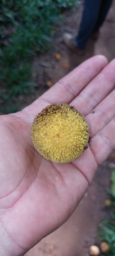 Pradosia glaziovii