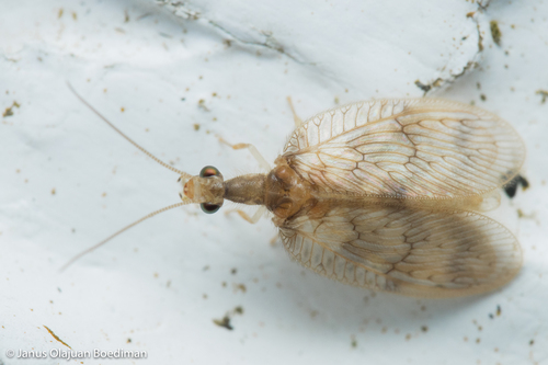 Notiobiella stellata