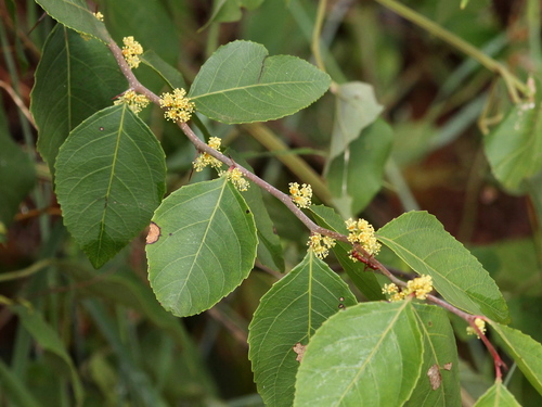 Xylosma venosa · iNaturalist