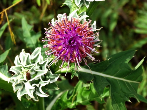 Pacourina edulis Aubl.