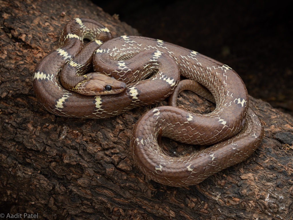Indian Wolf Snake (Lycodon aulicus) · iNaturalist