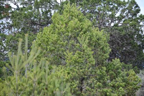 Mexican pinyon