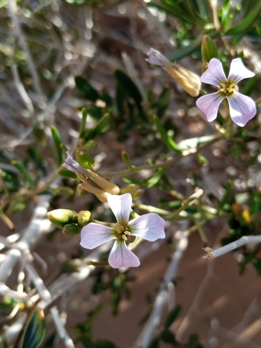 Henophyton