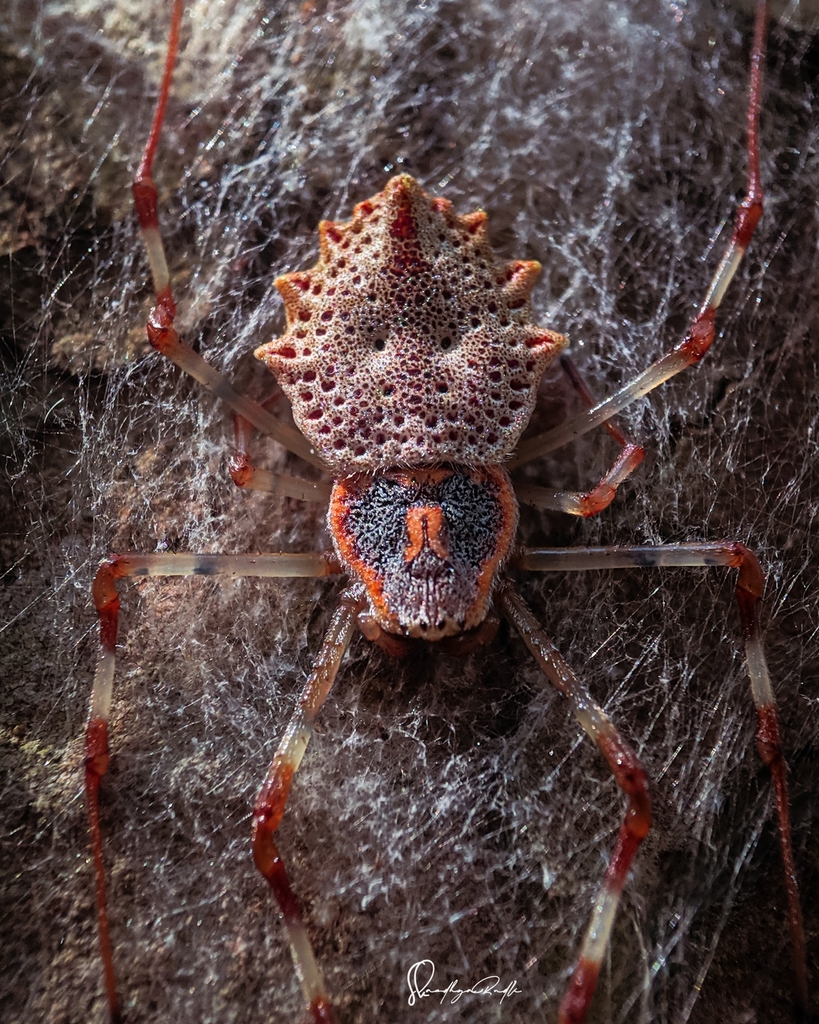 Coin Spiders Genus Herennia iNaturalist Canada