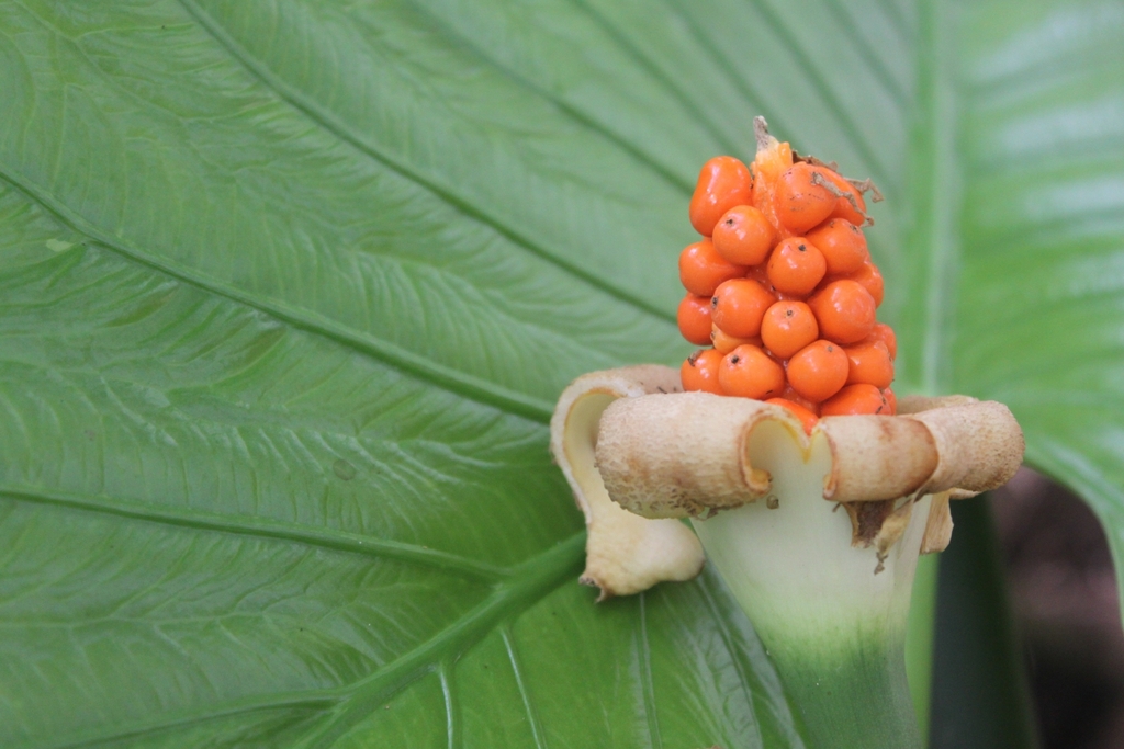 Alocasia alba
