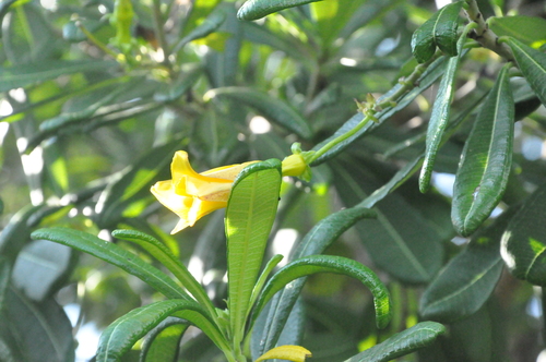 Cascabela ovata