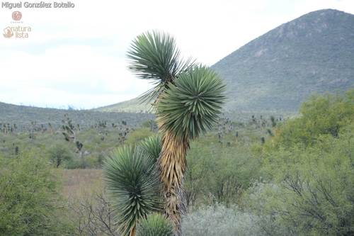 tree yucca