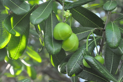 Cascabela ovata
